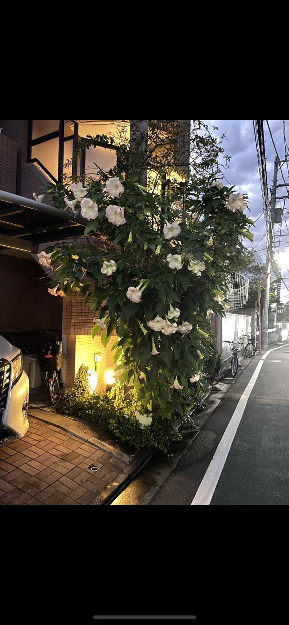 新宿安靜の家-A Quiet Home In Shinjuku - A 26 Square Meter Double Bed Room That Feels Like Home طوكيو المظهر الخارجي الصورة