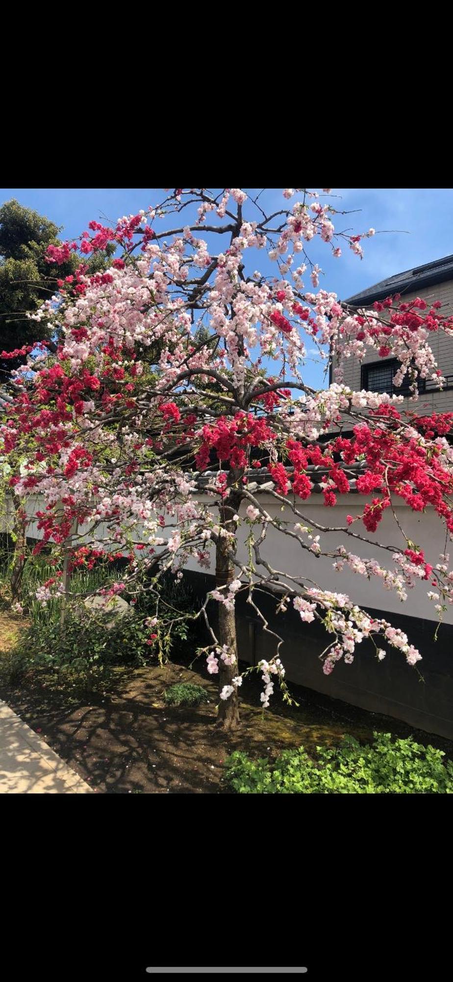 新宿安靜の家-A Quiet Home In Shinjuku - A 26 Square Meter Double Bed Room That Feels Like Home طوكيو المظهر الخارجي الصورة